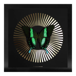 DECO BLAZE Green Swallowtail: gold/ black