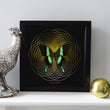 Load image into Gallery viewer, SPIRO Green Swallowtail: gold/ black