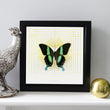 Load image into Gallery viewer, DECO SQUARE Green Swallowtail: gold/ white