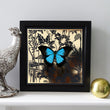 Load image into Gallery viewer, LAGOON Ulysses: gold/ black