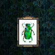 Load image into Gallery viewer, BEETLE IN THE RAIN: gold print