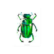 Load image into Gallery viewer, BEETLE IN THE RAIN: gold print