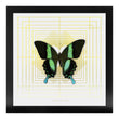 Load image into Gallery viewer, DECO SQUARE Green Swallowtail: gold/ white