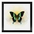 Load image into Gallery viewer, SPIRO Green Swallowtail: gold/ white