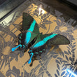 Load image into Gallery viewer, LAGOON Green Swallowtail: gold/ black (Character Piece)
