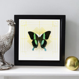 DECO SQUARE Green Swallowtail: gold/ white