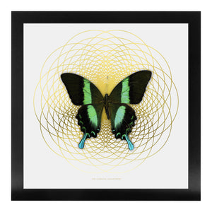 SPIRO Green Swallowtail: gold/ white